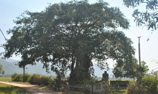 Cây đa “thần” ở đầu thôn Phú Hiệp