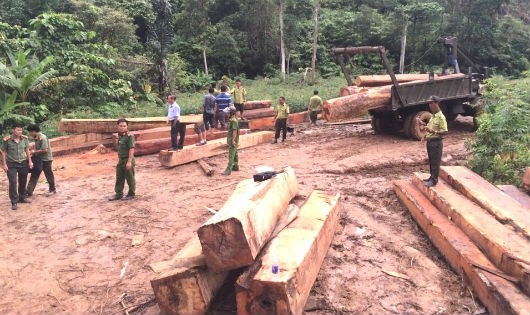Hiện trường vụ phá rừng ngày 30/9 tại tiểu khu 718, thuộc Ban Quản lý Dự án rừng phòng hộ núi Vọng Phu, huyện M’Drăk, tỉnh Đắk Lắk.