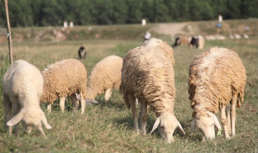 Đàn cừu trên cánh đồng