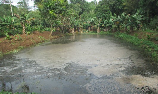 Hồ chứa nước thải của một trại heo xả thẳng ra suối thông qua cống nhỏ.
