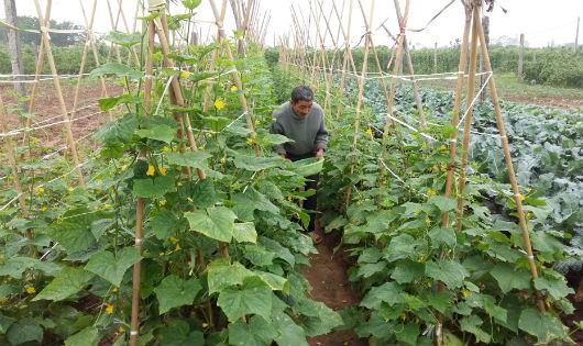 Dự án RAT làm sống lại nghề trồng rau của làng Hòa Bình.