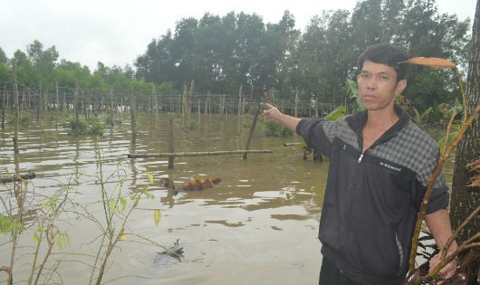 Toàn bộ diện tích cây trồng của gia đình anh Thành ngập sâu trong nước suốt hơn 1 tháng qua