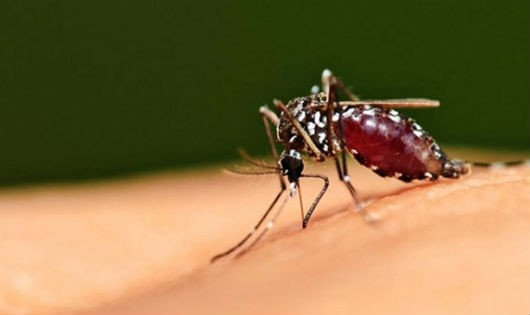 Cách diệt muỗi đơn giản và hiệu quả