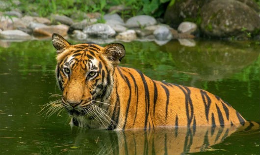 Xấp xỉ 30 người Sundarbans bị loài hổ đoạt mạng mỗi năm 
