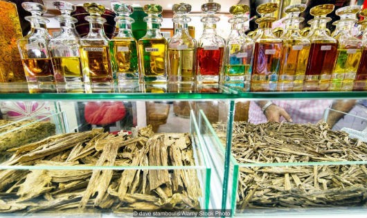Nhựa cây trầm hương dùng để tạo ra dầu Oud, tức “dịch vàng”.   