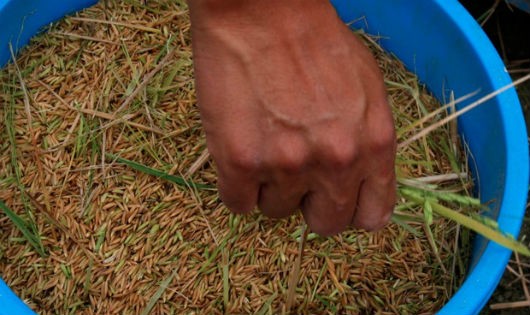 Hàng chục triệu tấn gạo Trung Quốc từng bị phát hiện nhiễm kim loại nặng.