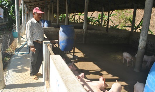 Mỗi năm, gia đình ông Hồng bỏ túi từ nuôi lợn trên 1 tỷ đồng.