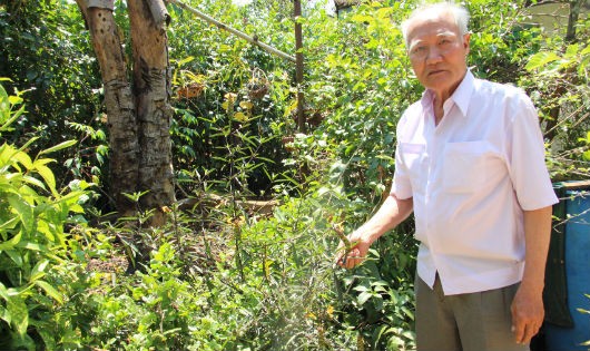 Thầy Phạm Duy bên cây thuốc trong vườn nhà.
