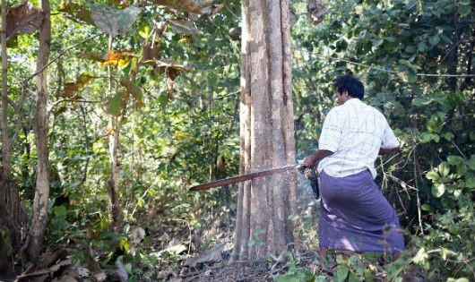 Người làng Mahu dùng cưa máy để đốn cây. Dùng cưa máy đốn cây nhanh gấp 4 lần so với dùng rìu hay cưa tay.