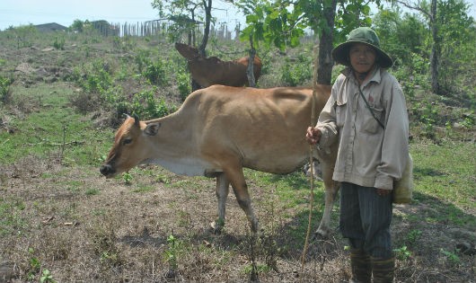 Anh Bình hy vọng đời con mình sẽ không gắn với nghiệp chăn bò.