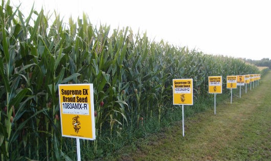 Các giống ngô biến đổi gien của Monsanto đang được trồng rộng rãi ở nhiều nơi trên khắp thế giới. 