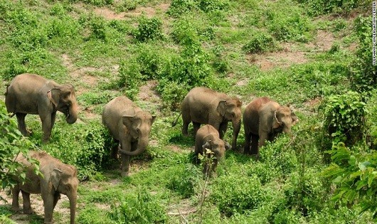 Theo một điều tra, 75% trong số 3.000 con voi tại các điểm du lịch phải sống trong điều kiện không thể chấp nhận được