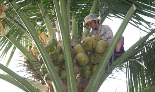  Bà Để đang leo lên một cây dừa
