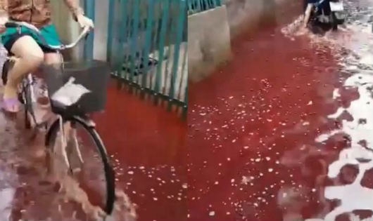 Nước đỏ quạch ngập kín hẻm 944 do lò mổ heo xả thải ra môi trường khi trời mưa (ảnh cắt từ clip)