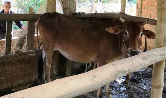 Một trong số bò giống mà người dân xã Hành Tín Đông nhận