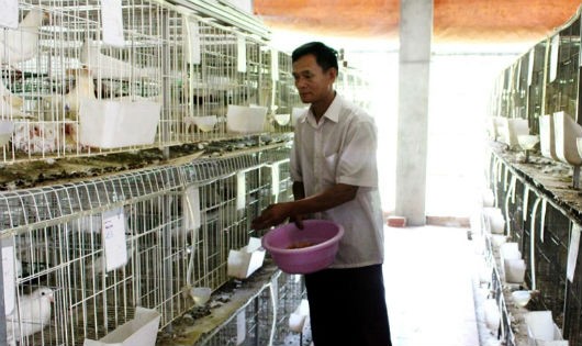 Cựu chiến binh Đỗ Xuân Tảo - xã Thanh Trù, TP Vĩnh Yên làm kinh tế trang trại cho thu nhập hàng trăm triệu đồng/năm