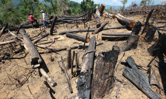 Diện tích rừng tại Tiểu khu 556 bị chặt phá trái phép