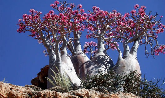Cây hoa hồng sa mạc ở Socotra
