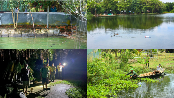 Có bao nhiêu con cá sấu sổng chuồng khỏi hồ nước Công viên ở Kiên Giang?